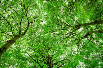 Fototapeta premium Bottom view of tree trunk to green leaves of big tree in tropical forest with sunlight. Fresh environment in park. Green plant give oxygen in summer garden. Forest tree with small leaves on sunny day.