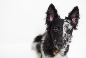 Obraz premium Close-up studio portrait of a rare blue merle Mudi puppy looking at camera on a white background