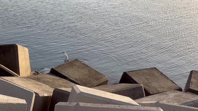 Concrete breakwater blocks along Malaga waterfront beside calm harbor water with egret standing on stone in water