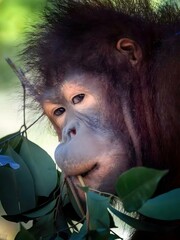 Close-Up Orangutan Feeding Among Green Tropical Leaves © Ngo