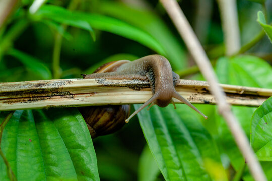 A snail crawling on a damp surface in the morning