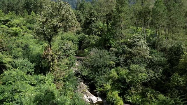 aerial view of jungle on the guci, tegal