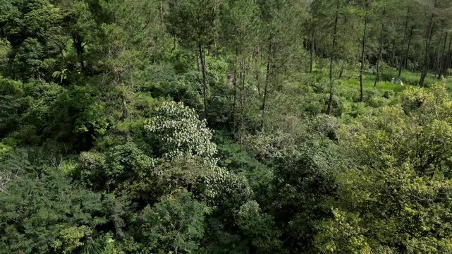 aerial view of jungle on the guci, tegal