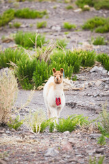 Fototapeta premium A cute young llama with colorful tassels looks ahead