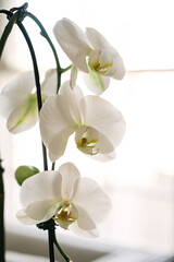 Fototapeta premium Elegant white moth orchids blooming by a window