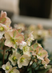 Naklejka na ściany i meble Delicate pink and green hellebore flowers blooming