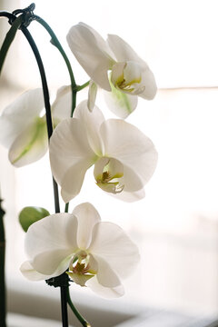 Elegant white moth orchids blooming by a window