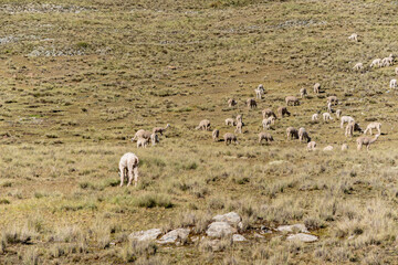 Fototapeta premium A group of alpacas eat the Andean food called Ichu.