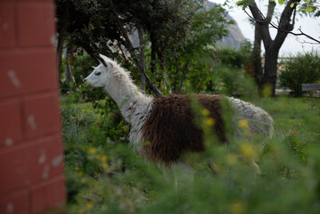 Fototapeta premium Llama surrounded by plants in a park in Peru.