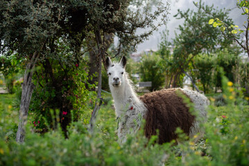 Fototapeta premium Front view of a llama in a town park.