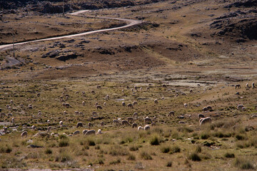 Fototapeta premium A group of alpacas eat ichu grass by the side of the road.