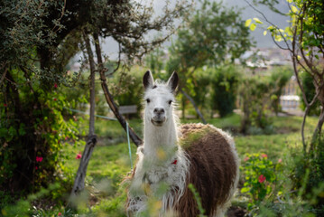 Fototapeta premium An animal called a llama looks at an observer with surprise.
