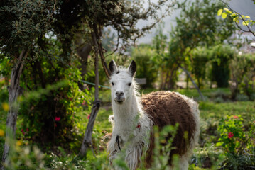 Fototapeta premium Typical animal of the Peruvian Andes region called Llama.