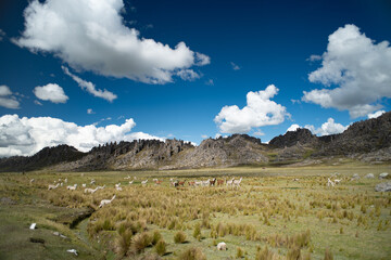 Fototapeta premium Group of Alpacas on the slopes of the Huayllay stone forest.