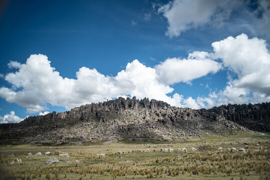 Blue sky with clouds, Huayllay mountains and alpacas.