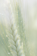 Obraz premium Dreamlike layers of dew covered wheat in soft morning light