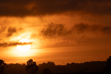 Fototapeta premium Flock of birds flying in formation at golden sunrise
