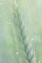 Obraz premium Ethereal green wheat ear with morning dew in soft morning light