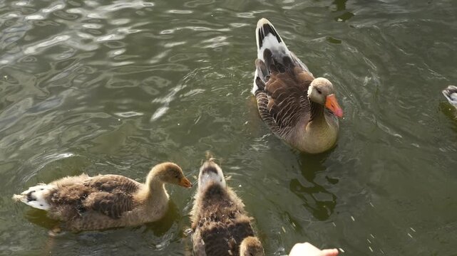 Child feeding goslings and geese at a lakeside pond