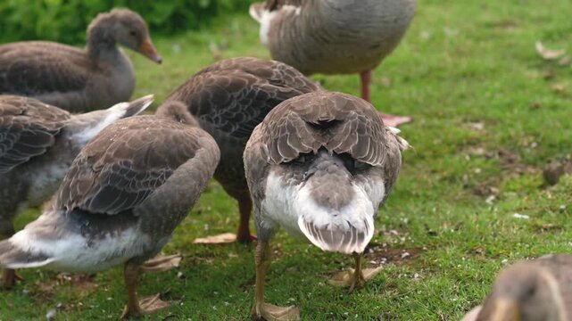 Geese grazing on grass in a park