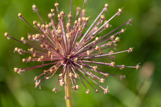 Close-up of an ornamental allium flower head with starburst structure on a blurred green background. Schubert's garlic flower bud cluster blooming in a sunny garden macro shot.Detailed spherical inflo