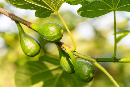 Close-up of green unripe figs growing on a tree branch with lush leaves in a sunny garden.Young fig fruits ripening on a common fig tree branch during summer season.Fresh green figs hanging on a branc