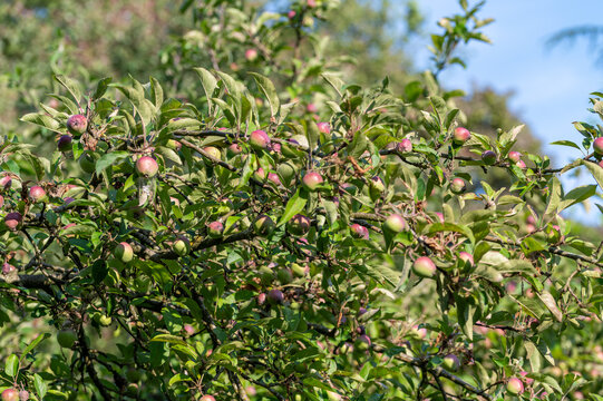 Abundance of small green and pink apples ripening on tree branches in a sunny orchard. Apple tree branches heavy with a plentiful harvest of young growing fruits.Lush apple orchard view with wild crab