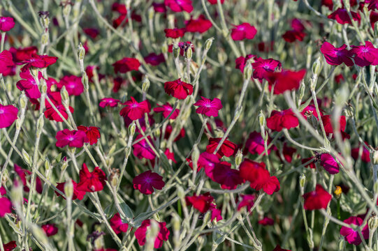Dense field of vibrant magenta rose campion flowers with fuzzy silver green stems. Blooming Lychnis coronaria campion blossoms creating a colorful natural background texture. Close-up of Silene corona