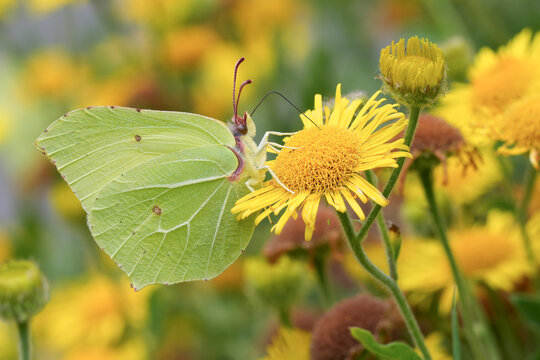 Closeup on a European Brimstone butterfly with closed wings on a yellow common fleabane flower