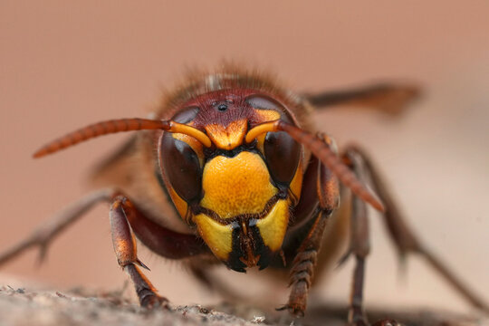 Closeup on a colorful red European hornet , Vespa crabro on a piece of wood