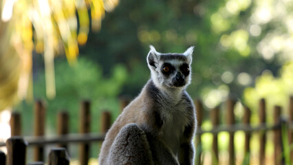 Obraz premium Ring-Tailed Lemur Sitting on a Wooden Fence in a Zoo