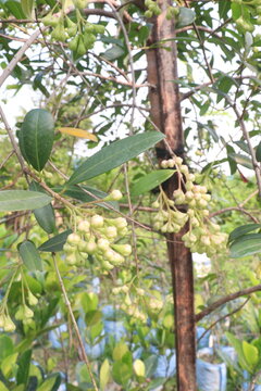 Syzygium paniculatum, the magenta lilly pilly, magenta cherry flower on tree