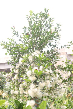 Syzygium paniculatum, the magenta lilly pilly, magenta cherry flower on tree