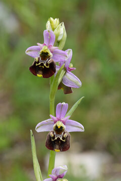 Closeup on an endangered and flowering late spider orchid, Ophrys holosericea from Viroin region, Belgium