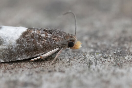 Closeup on a small European tortricid moth, Notocelia cynosbatella sitting on wood