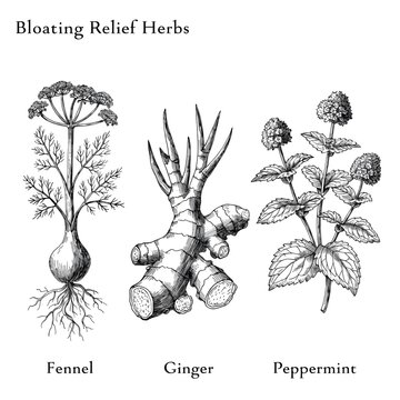 Detailed botanical illustration of fennel ginger and peppermint plants for bloating relief