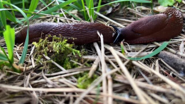Two brown Arion vulgaris slugs reproducing on dry grass and moss ground
