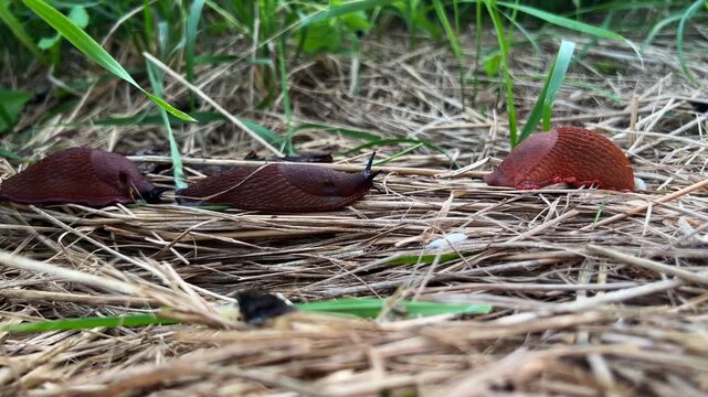Three red slugs, arion rufus, crawling on dry grass in a natural garden habitat