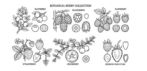 Botanical berry collection hand drawn line art vector set. Minimalist vintage illustrations of blueberry, blackberry, raspberry, strawberry, and cranberry with branches, leaves, blossoms,  © Imran