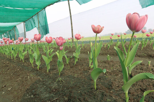 Tulip flower plant on field in farm for harvest