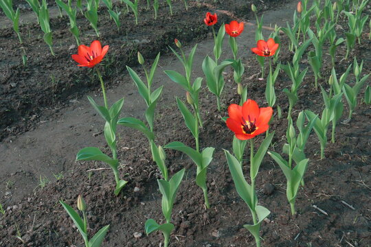 Tulip flower plant on field in farm for harvest