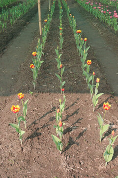 Tulip flower plant on field in farm for harvest