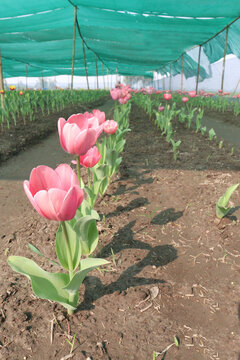 Tulip flower plant on field in farm for harvest