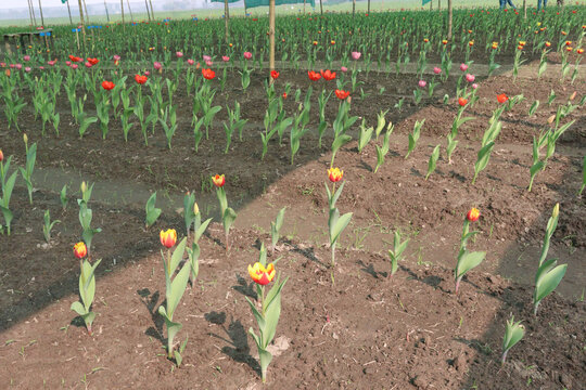 Tulip flower plant on field in farm for harvest