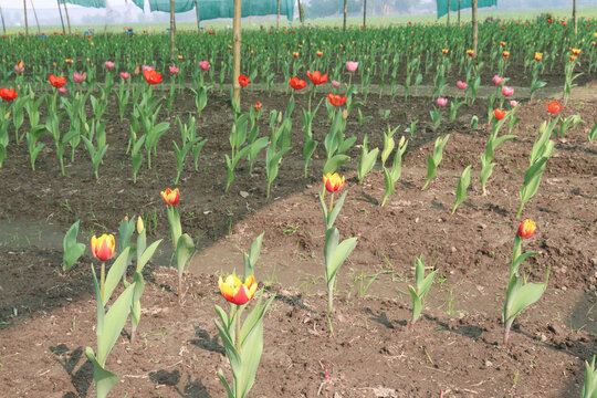 Tulip flower plant on field in farm for harvest