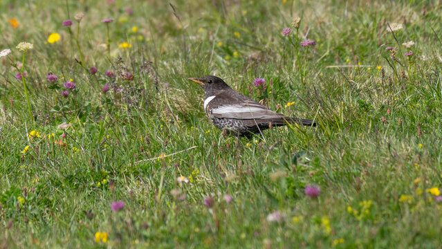 Birds of Spring - Ring Ouzel on Alpine Meadow - Turdus torquatus Bird in Mountain Habitat