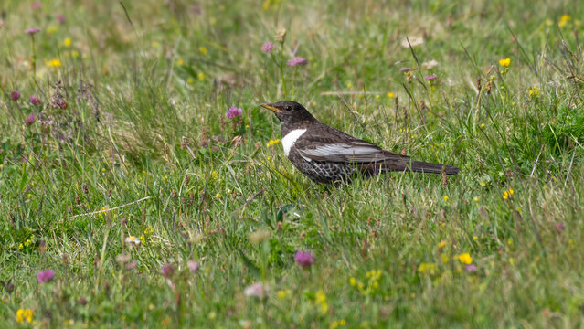 Birds of Spring - Ring Ouzel on Alpine Meadow - Turdus torquatus Bird in Mountain Habitat