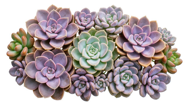 Assortment of colorful succulent plants, isolated on transparent background