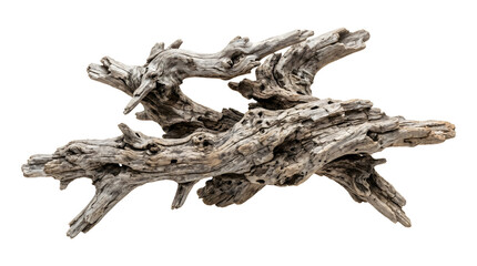 Fototapeta premium A piece of weathered, gnarled driftwood with complex, twisted branches and a smooth, greyish-brown texture, isolated on a white background, showing organic shapes and intricate details
