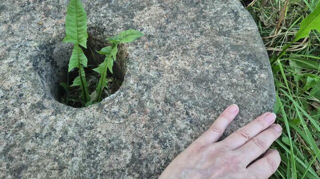 Woman hand touching old stone millstone remnant in grass field. Antique grinding tool relic with green plant growing in center. Archaeology and history concept.
